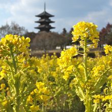 備中国分寺五重塔と菜の花