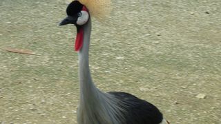 広い自然派動物園