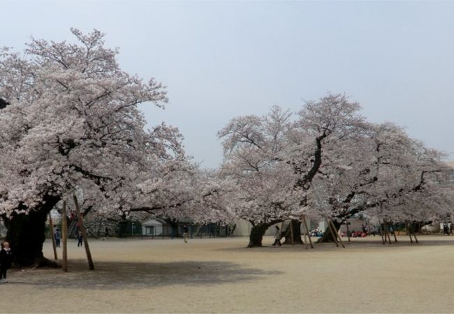 樹齢100年超えの見事なさくらが校庭どまんなかに。