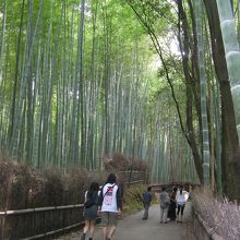 手入れが行き届いた竹林。