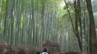 気持ちの良い竹林をゆっくりと散策。