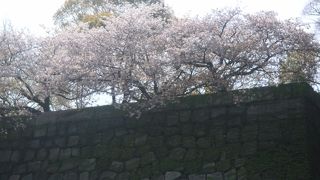 やっぱり広大です