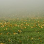 ニッコウキスゲ満開の霧降高原