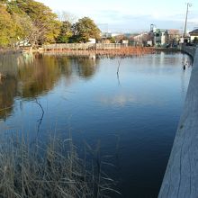 ハス池(第二蓮池2月撮影)