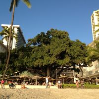 ビーチからのバニアンツリー