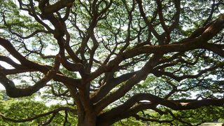 この木なんの木　「日立の樹」