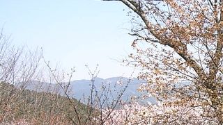 秀吉の吉野の花見、南朝の古の歴史ある吉野を満喫、山の桜は一味違う雰囲気