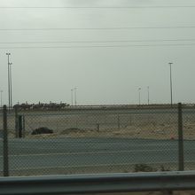 ラクダの調教風景？