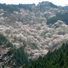 五郎平園地からの光景