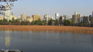 ４月の夕方は蓮が金色に輝いていました。