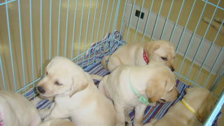 北海道盲導犬協会