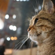 アヤソフィア内のネコ