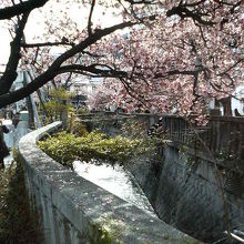 熱海桜は本数も多く、見ごたえ十分です。