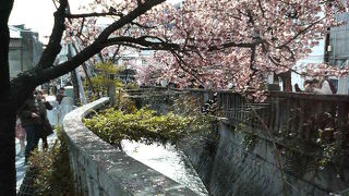 熱海桜で気分だけでも暖かく