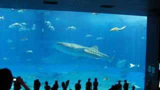 ジンベイザメ以外にも見所いっぱい