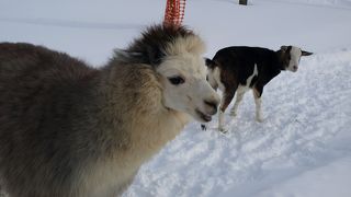 可愛すぎです！！