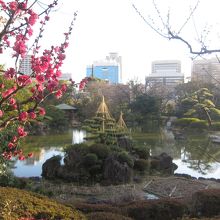 梅が咲いてました。