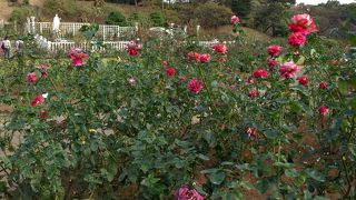 近所なので行きました。