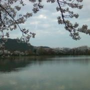 桜と池がいい感じ