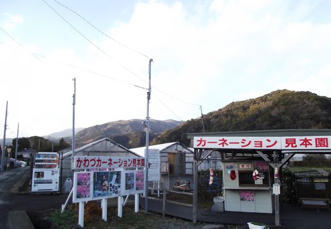 かわづカーネーション見本園 クチコミ アクセス 営業時間 河津温泉郷 今井浜 フォートラベル かわづカーネーション見本園 クチコミ アクセス 営業時間 河津温泉郷 今井浜 フォートラベル