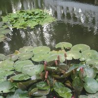 庭はとても広くて、ハスの花の咲く池があります