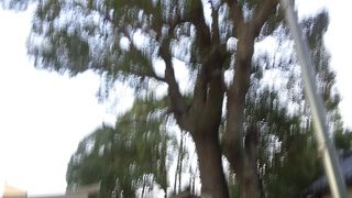 １０００年大楠だそうです