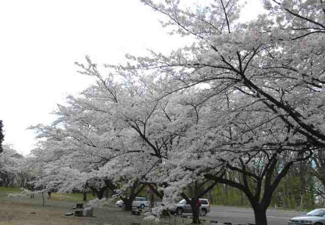 桜の名所