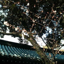 咲き始めた三島桜です。おみくじが結ばれていました。