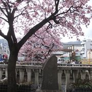 糸川桜まつり終了間際でもあたみ桜は満開でした