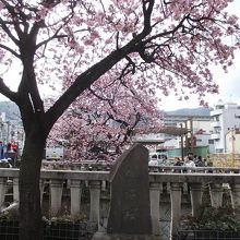 あたみ桜基準木  (満開です)