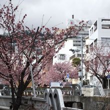 桜は糸川の両側の遊歩道にあります