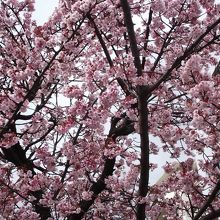 あたみ桜基準木のアップです