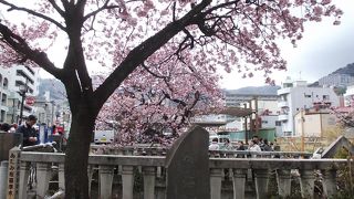 糸川桜まつり終了間際でもあたみ桜は満開でした