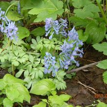 エゾエンゴサク