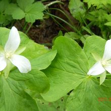 オオバナノエンレイソウ