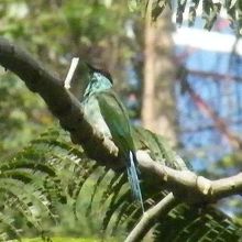 ルリノドハチクイ　というブルーのきれいな鳥です
