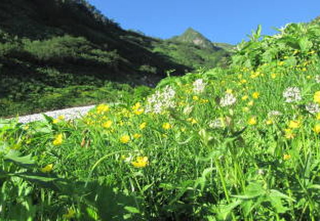 雪渓沿いのお花畑もお勧め