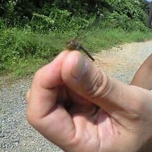 赤とんぼをゲット。噛みつかれた・・・