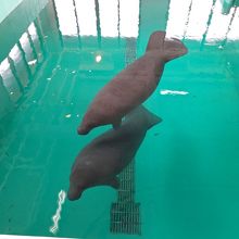 ゆったり泳いでいます