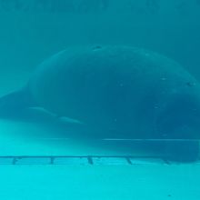 水槽の下からだと，マナティーの顔がよく見えます