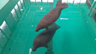 マナティーに癒される！