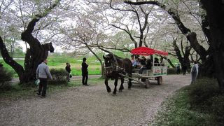 心に沁みる桜です♪