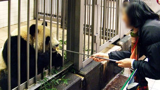 パンダちゃんに、おやつをあげました！