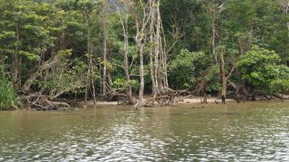 マングローブの群落が素晴らしい