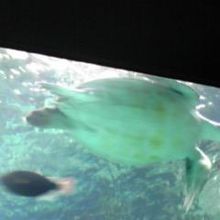 ちょっと分かりづらいですが海亀が泳いでいます