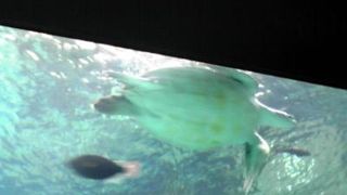 ジンベエザメだけじゃない！