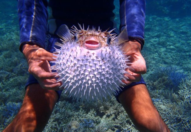 八重干瀬 クチコミ アクセス 営業時間 宮古島 フォートラベル 八重干瀬 クチコミ アクセス 営業時間 宮古島 フォートラベル