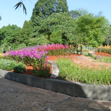 みごとなランが咲いています