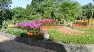 ランの花がたくさん咲いています