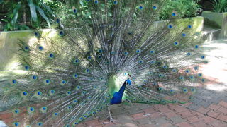 熱帯の鳥がいます